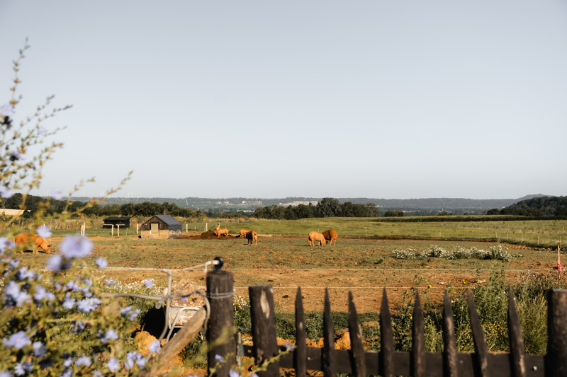 A serene farm scene with grazing orange cows, a small barn, wildflowers, and a clear blue sky in the background.