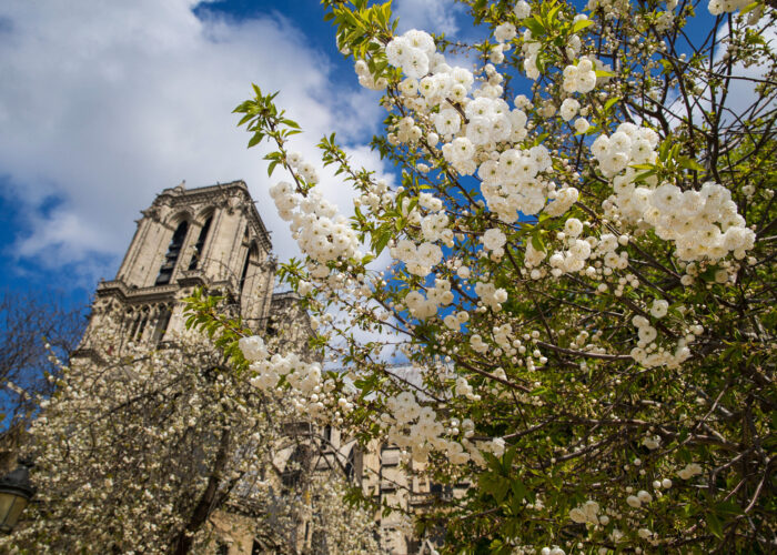 Spring Flowers bloom outside Notre-Dame Cathedral in Paris, Fran